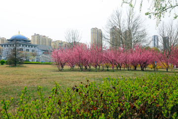 Wall Mural - Urban Architecture and Greening, North China