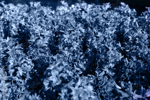 Blue hyacinth flowers
