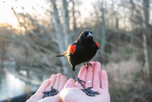 Blackbird Perches On Man And Woman's Hands Against Bare Trees
