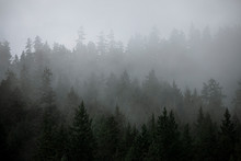 Fog Rises Out Of A Forested Hillside On A Summer Morning In Canada.
