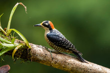 Black-cheeked Woodpecker (Melanerpes Pucherani), Boca Tapada