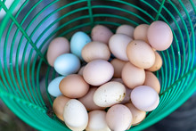Organic Free Range Chicken Eggs In The Busket