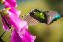 Fiery-throated Hummingbird (Panterpe Insignis), San Gerardo De Dota