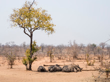 Adult Southern White Rhinoceros (Ceratotherium Simum Simum), Guarded In Mosi-oa-Tunya National Park, Zambia