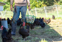 Farmer Is Collecting Free Range Organic Chicken Eggs