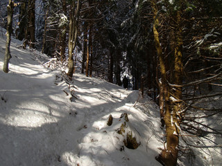 Beautiful Snow Covered Conifer Trees in sunny days, Poiana Brasov, Romania