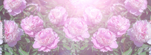Head of a pale pink peony flower