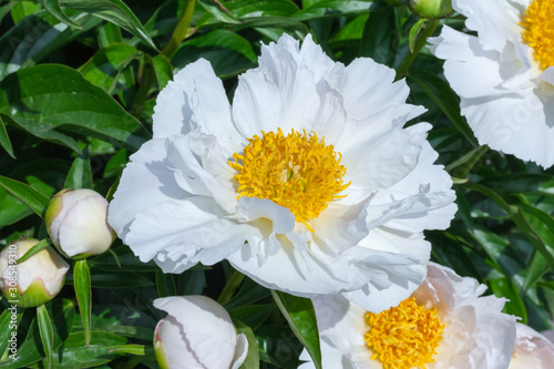 Beautiful white peonies in the garden