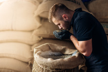 Young Worker Sniffing A Fistful Of Fresh Raw Beans From Burlap Bag At The Coffee Roaster Warehouse
