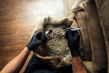Pouring Coffee Beans Into A Device For Measuring Humidity With A Metal Scoop On The Background Of A Burlap Bag In A Warehouse