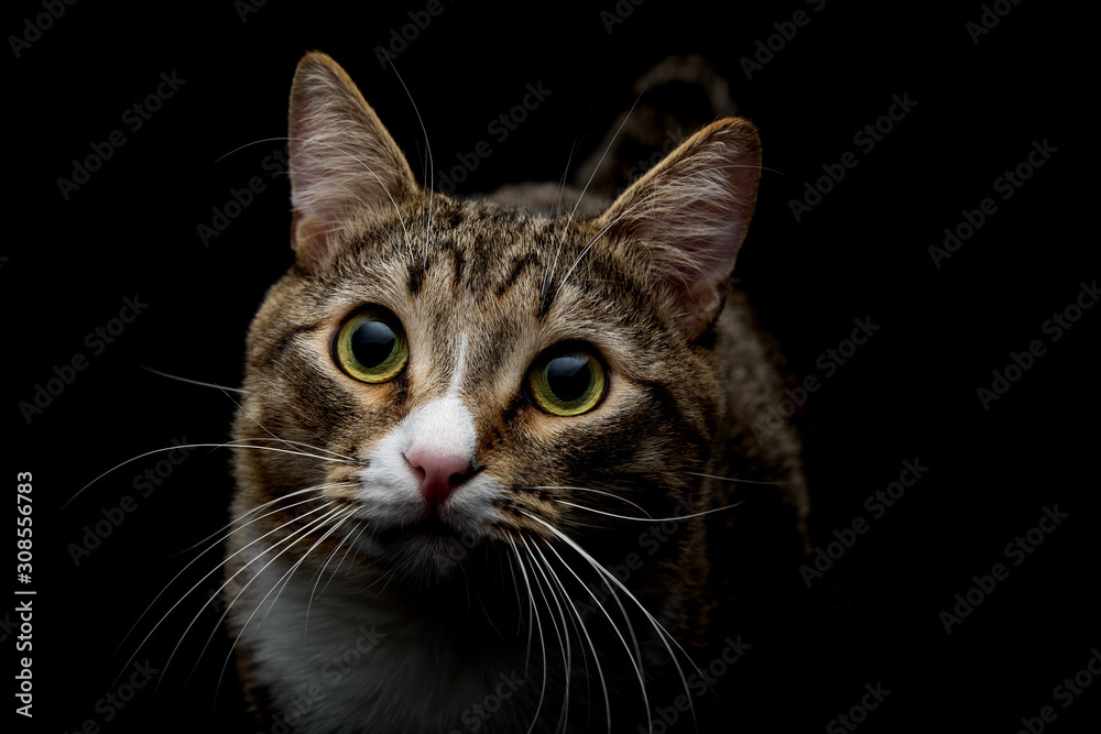 Studio shot of an adorable gray and brown tabby cat sitting on black background top close up isolated - obrazy, fototapety, plakaty 