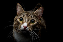 Studio Shot Of An Adorable Gray And Brown Tabby Cat Sitting On Black Background Top Close Up Isolated