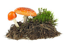 Fly Agaric Mushrooms With Green Moss Isolated Over White Background
