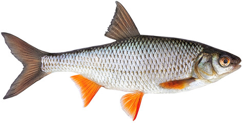 freshwater fish isolated on white background closeup. roach , also known as common roach is a fish i