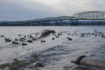 Columbia river an I-5 bridge