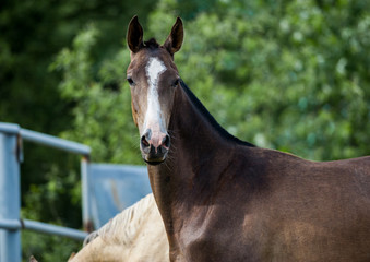 Wall Mural - akhal-teke horse portrait in summer paddock closeup