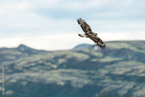 Fotomural The rough legged buzzard/buteo lagopus photographed in flight