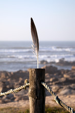 Seagull Feather On Wood Pole With Beach Background.