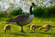 Protective Parent Canada Goose With Three Goslings On Toronto Island With Lake Ontario Shore