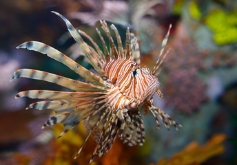 colorful pectoral fins of pterois volitans or red lionfish with venomous spiky fin rays in an aquari