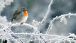 Leinwandbild Motiv Christmas robin