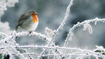 Christmas robin