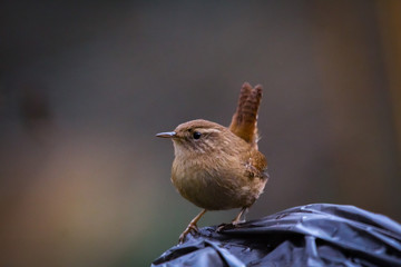 Wall Mural - wren