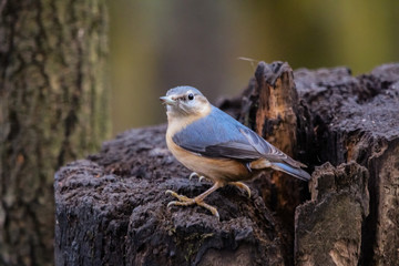 Canvas Print - nuthatch