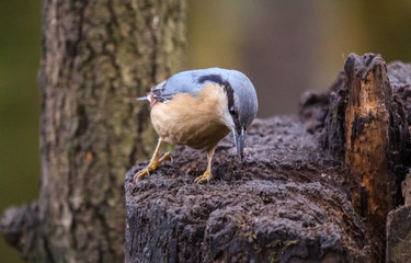 Wall Mural - nuthatch