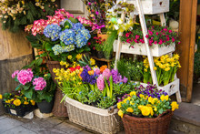 Beautiful Blossoming Flowers In A Flower Shop. Springtime Sale Of Fresh Flowers.