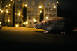 Symbol of coming 2020. Close-up of cute domestic rat sitting in festively decorated dark room with bright garlands.