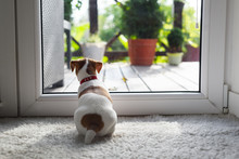 Jack Russel Terrier Puppy Sitting Near Door On White Carped On The Floor. Small Perky Dog. Animal Pets Concept