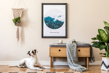 Scandinavian And Design Home Interior Of Living Room With Wooden Commode,rattan Basket With Plants, And Elegant Accessories. Stylish Home Decor. Template. Mock Up Poster Frame. Dog Lying On The Floor.