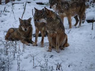  Wolves Playing and running In Snow, winter time