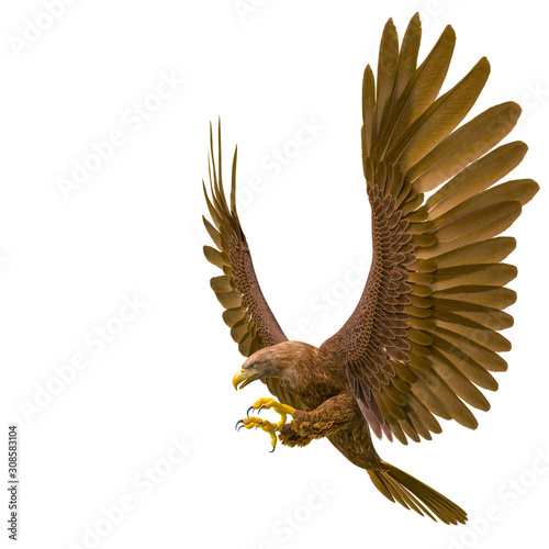 deepsea-eagle-polowanie-na-bialym-tle