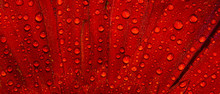 Abstract Red Background In Drops Of Water. Texture Of Flower Petals In Dew. Red Surface In Raindrops.