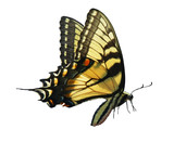 Fototapeta  - eastern tiger swallowtail isolated