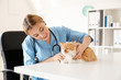 © Pixel-Shot - Female veterinarian examining cute cat in clinic