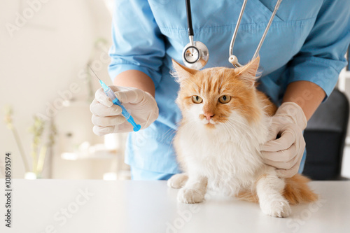 Fototapeta na szkło Female veterinarian vaccinating cute cat in clinic