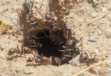 Ants In A Nest Hole