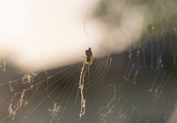 Spider web macro out door