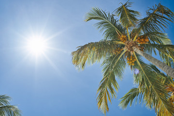 Wall Mural - palm trees against blue sky