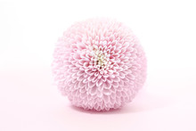 Feminine Floral Background Of Pink Chrysanthemums