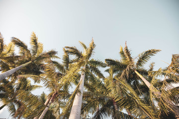 Wall Mural - Cluster of coconut palm trees with soft blue sky in background at Airlie Beach, Queensland Australia