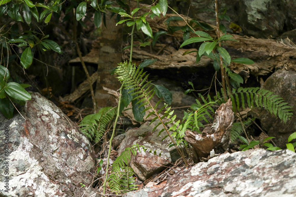 Damp Rocks Fotografia do Stock Plants and tree roots growing among damp rocks in ...