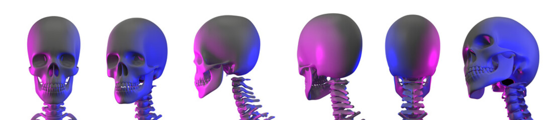 3d rendering illustration of skull anatomy