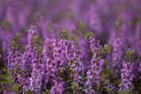Fototapeta Lawenda - Salvia Flower in the garden.Beautiful purple flower in the garden.Selective focus flower.Sage flower.
