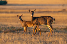 A Beautiful White-tailed Deer Doe And Fawn
