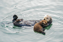 Southern Sea Otter Mother And Baby.