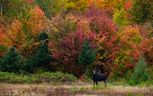 Autumn Fall Moose Free Stock Photo - Public Domain Pictures